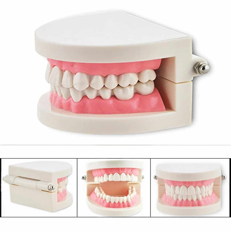 Modelo Dental de Enseñanza Dientes Dentista Cuidado Tooth Teach