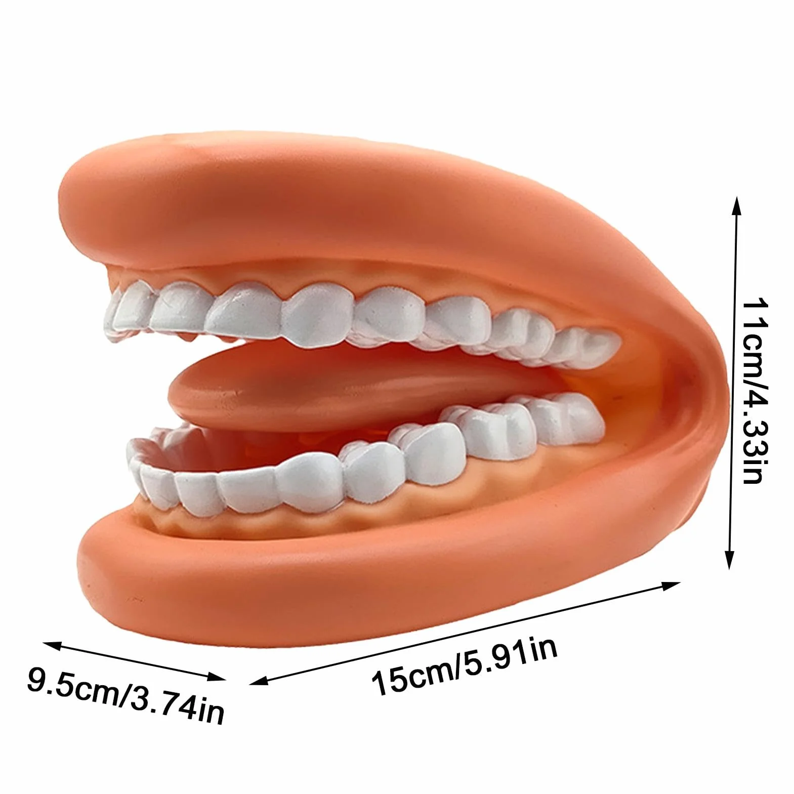 Modelo de dientes educativos portátil realista para aprendizaje niños adultos clases