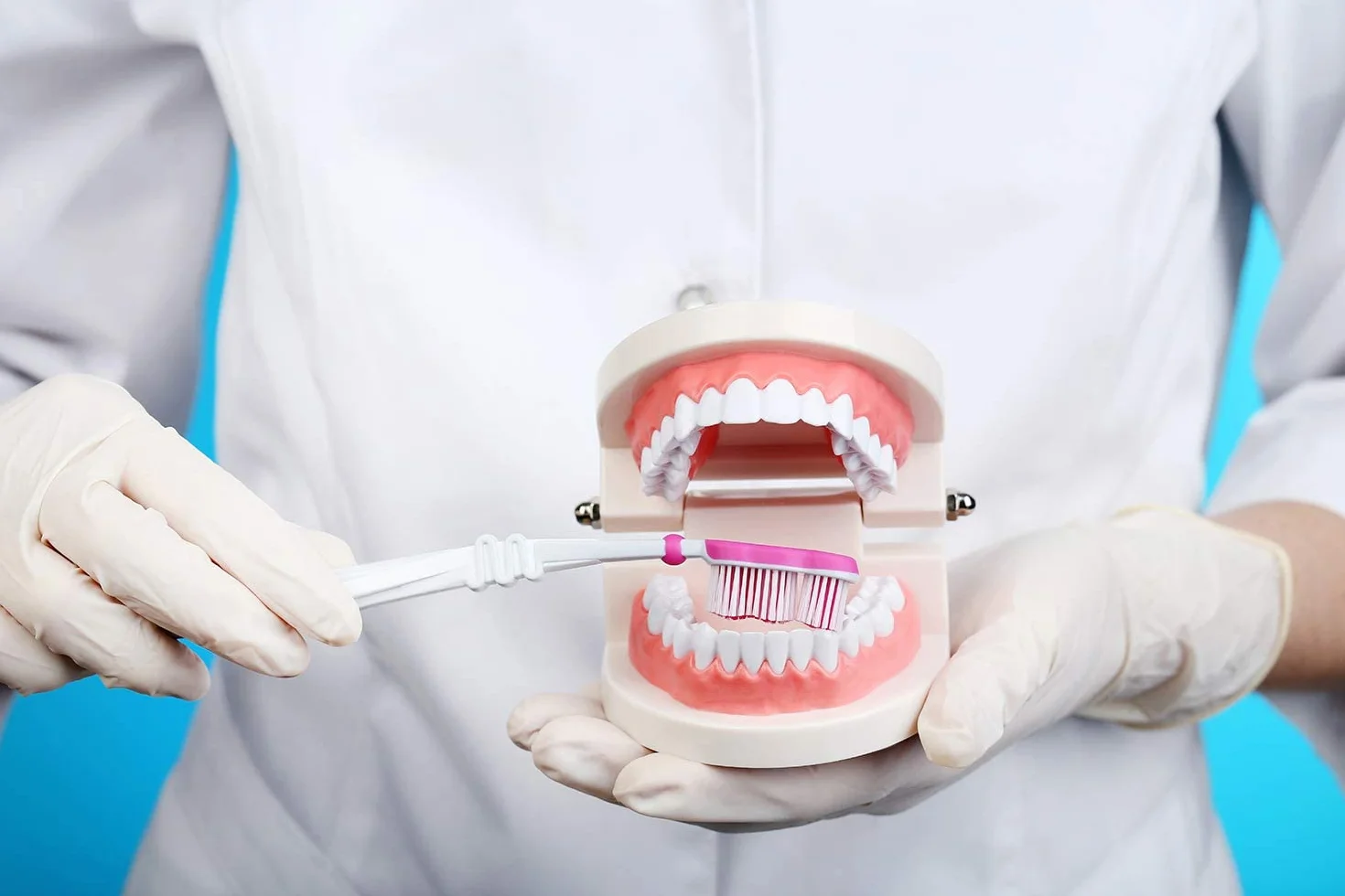 Modelo Dental de Demostración Estándar PVC para Adultos Niños Enseñanza Dental Cuidado Bucal con 2 Cepillo de Dientes