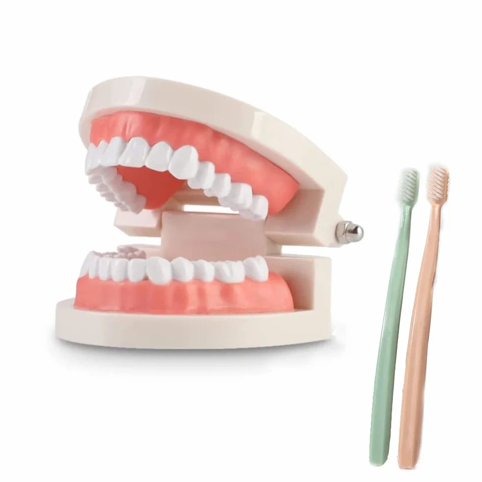 Modelo Dental de Demostración Estándar PVC para Adultos Niños Enseñanza Dental Cuidado Bucal con 2 Cepillo de Dientes