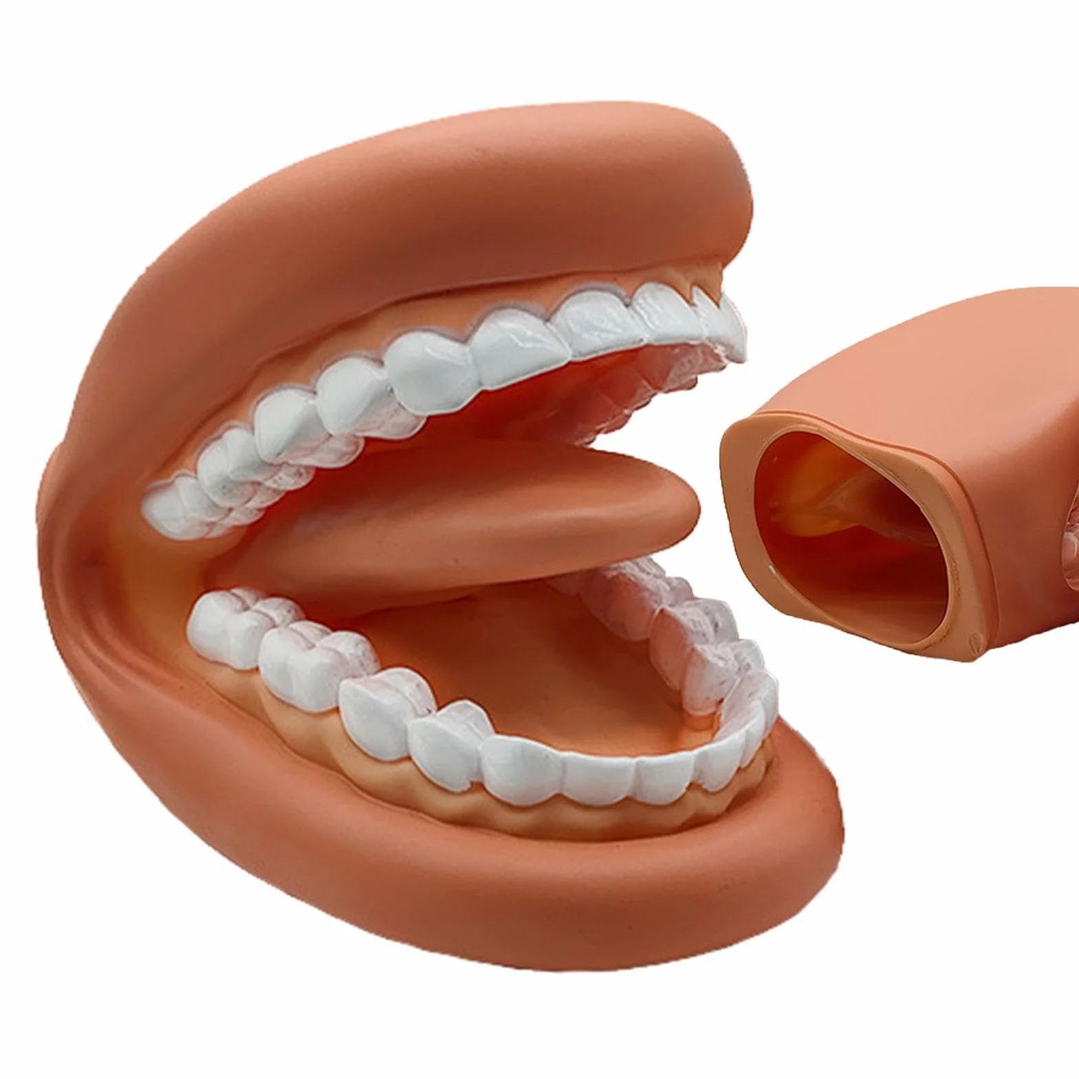Modelo de Dientes Falsos Portátiles Educativos para Aprendizaje Práctico