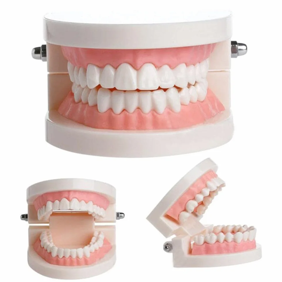 Modelo de Demostración Dental de Dientes Para Enseñanza o Cuidado Bucal