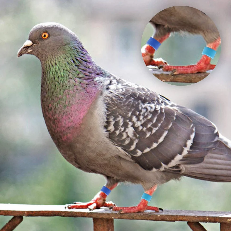 Anillos de Identificación para Aves 200pcs Anillos Pollo Paloma Banda Pierna Color Mezclado