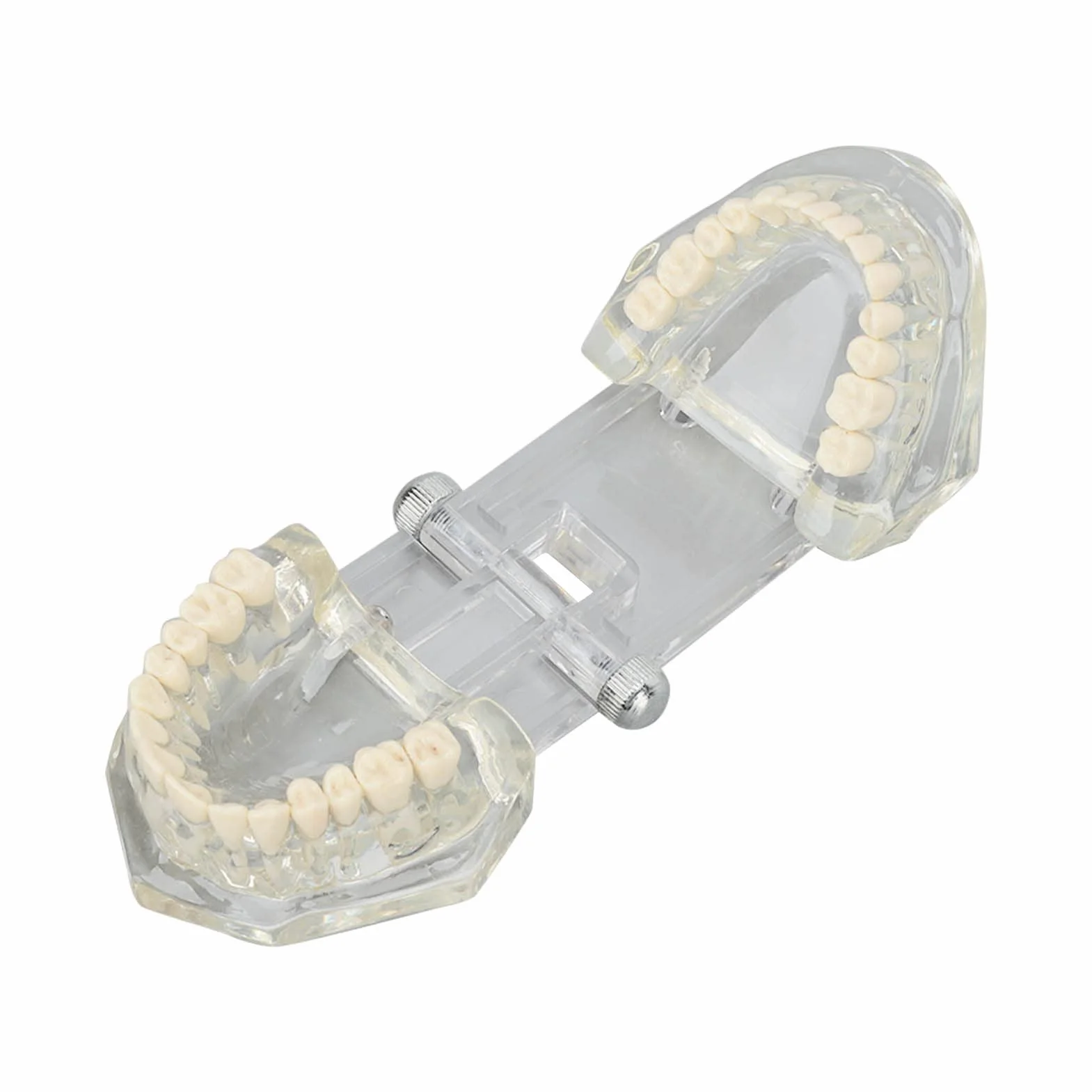 Tipodonto Oral Dental Modelo Educativo De Dientes De Estructura Clara Estándar Para Dentistas Profesores Estudiantes