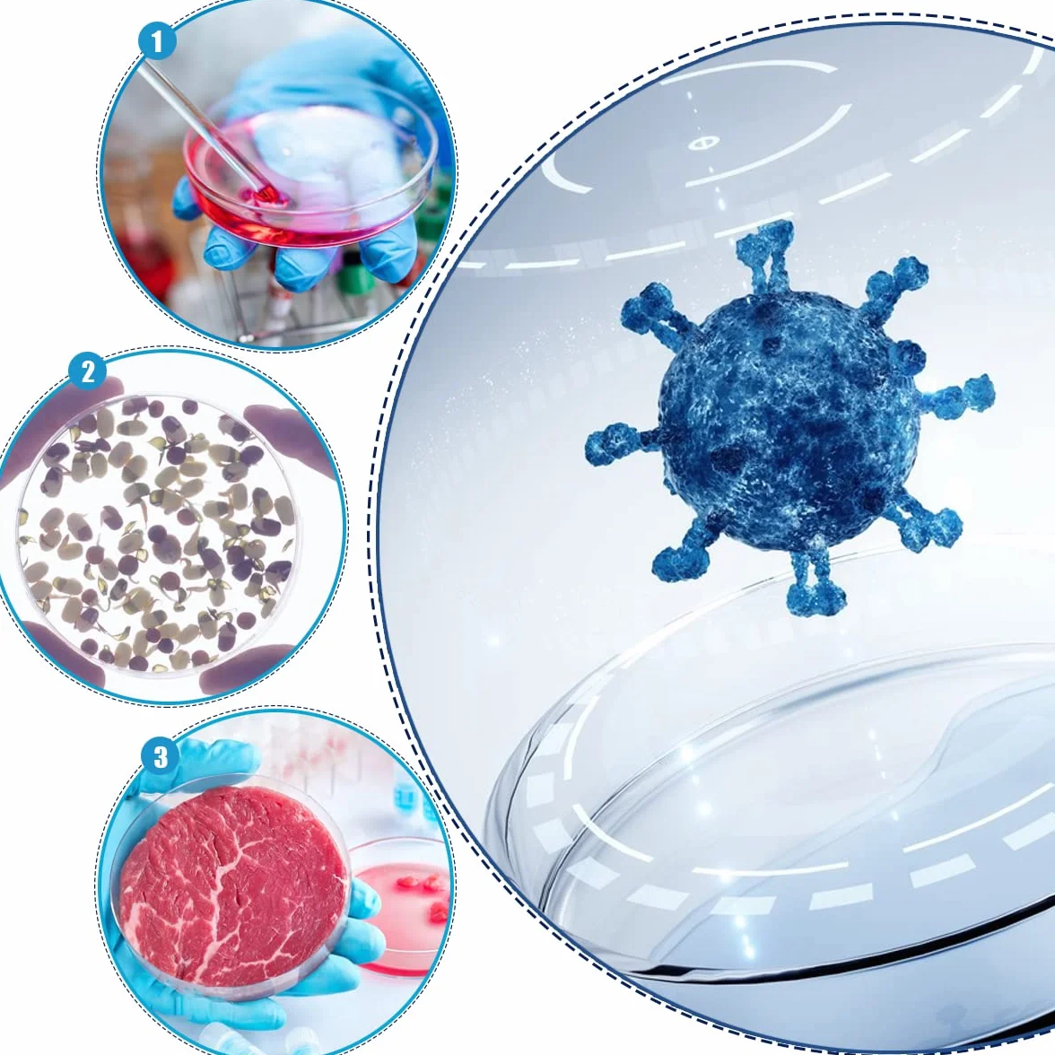 Placa de Petri de Plástico Transparente 10 Piezas Gotero Pipeta 3 ml 20 Piezas