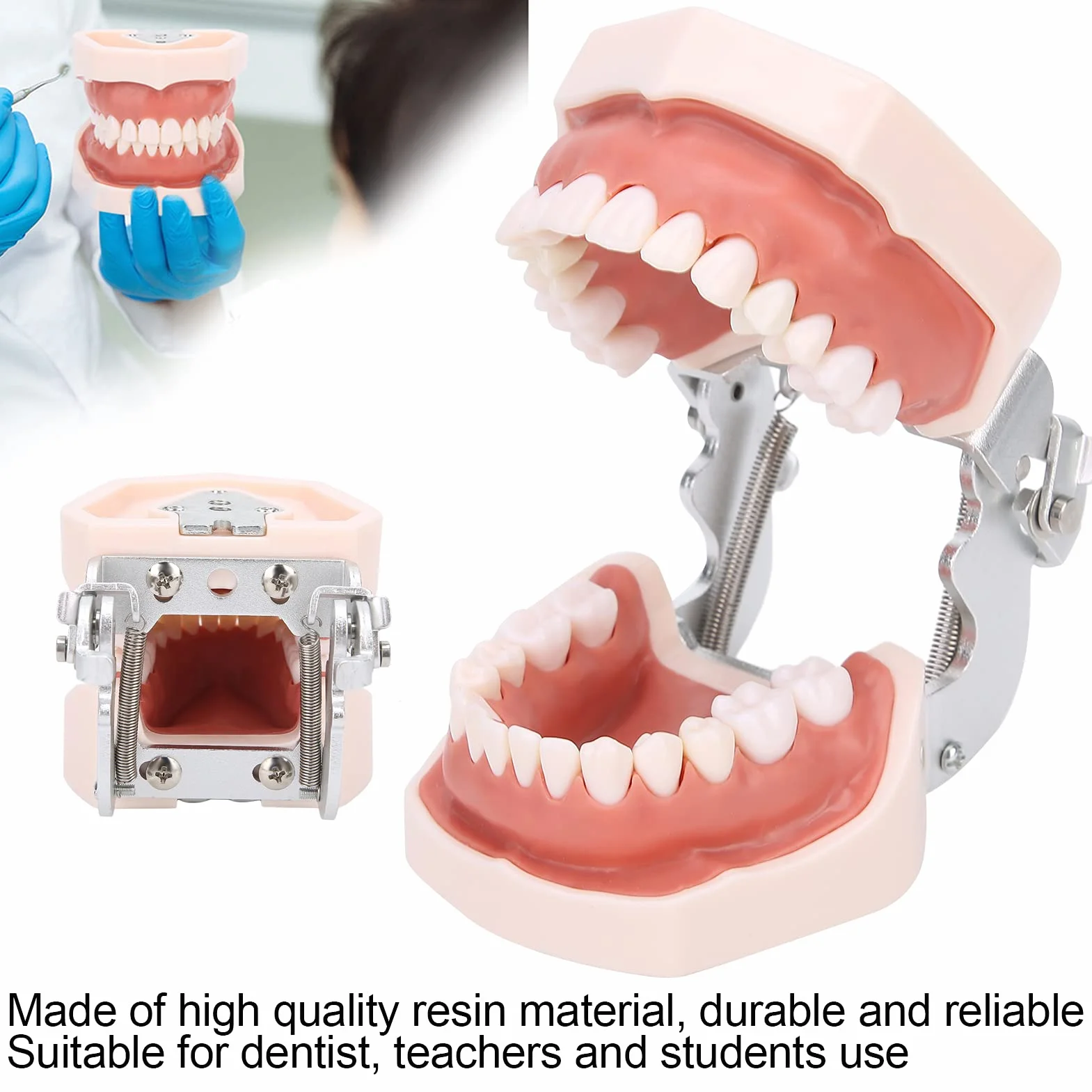 Modelo de dientes estándar de enseñanza con destornillador para práctica de tipodonto