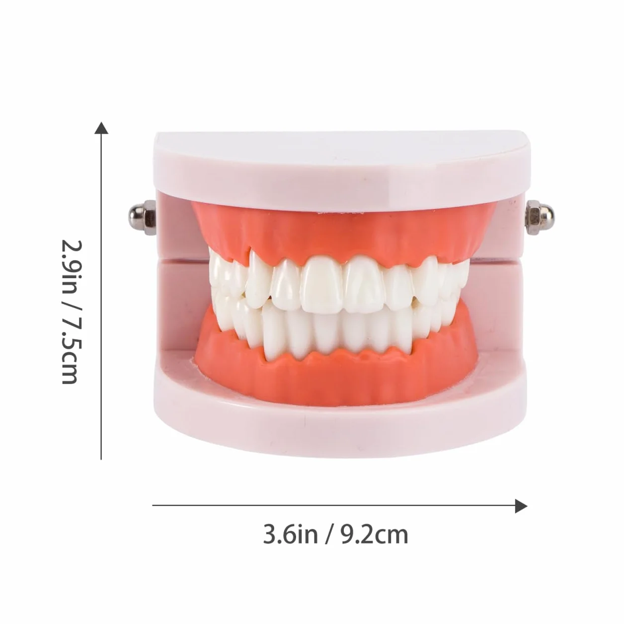 VALICLUD Modelo De Dientes Estándar Dental Herramienta Didáctica Plástico Ecológico 3D 3.62X2.95X2.00In