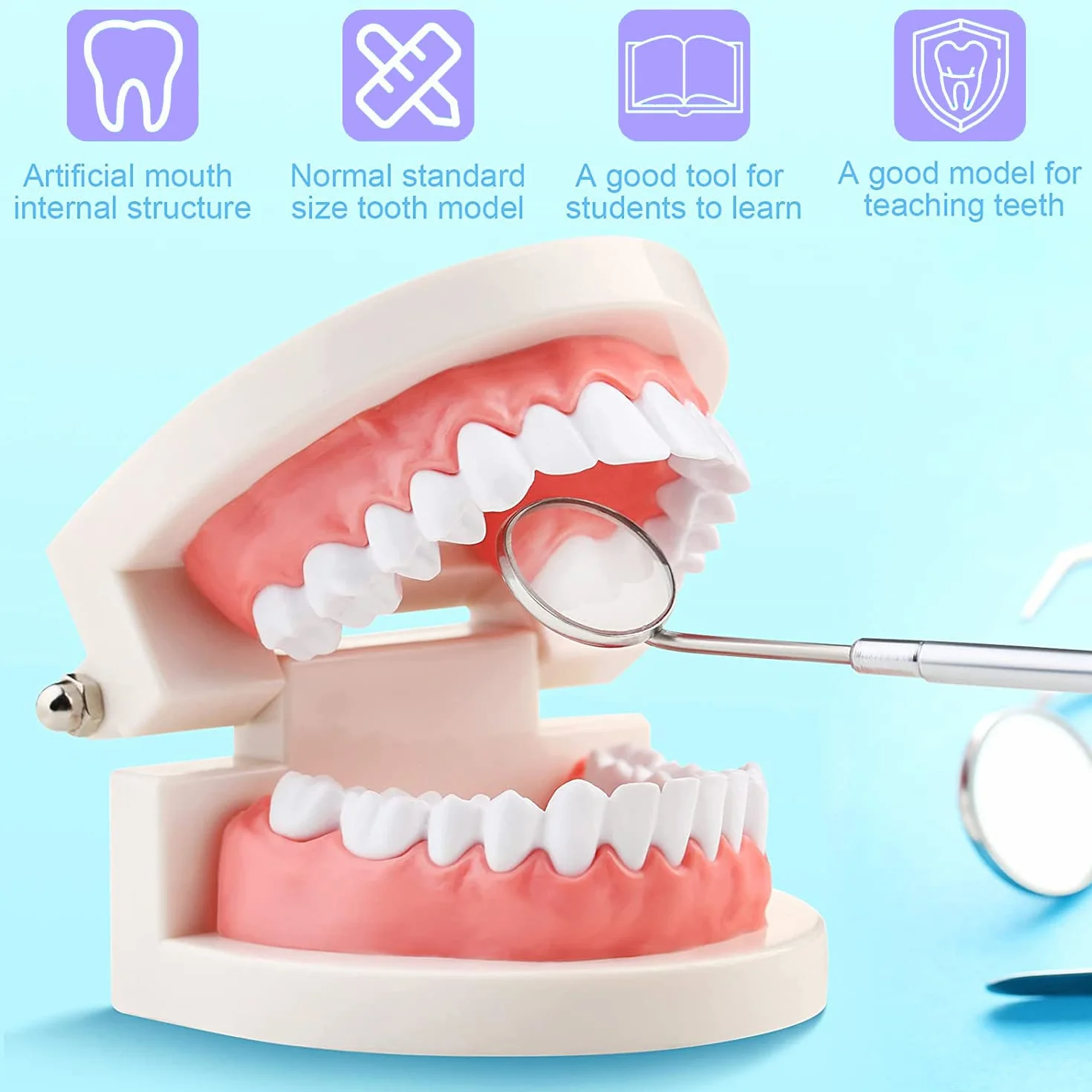 Modelo Dental de Demostración Estándar PVC para Adultos Niños Enseñanza Dental Cuidado Bucal con 2 Cepillo de Dientes