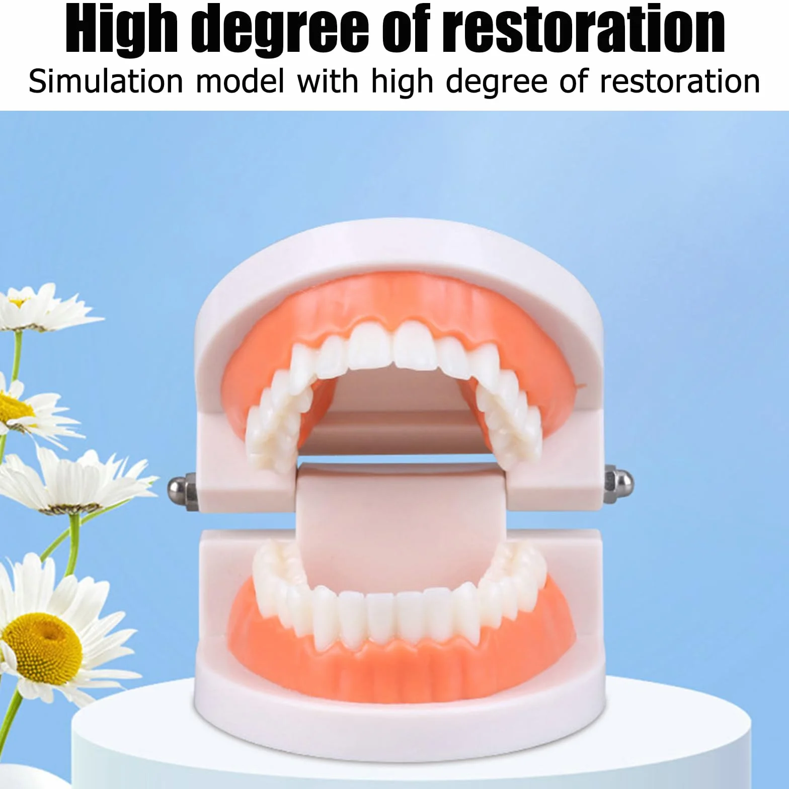Modelo Dental de Demostración Estándar PVC para Adultos Niños Enseñanza Dental 2Pcs
