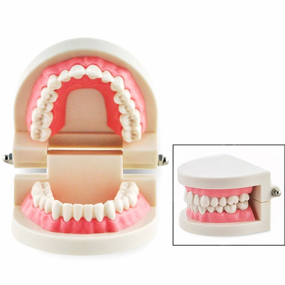 Modelo Dental de Enseñanza Dientes Dentista Cuidado Tooth Teach