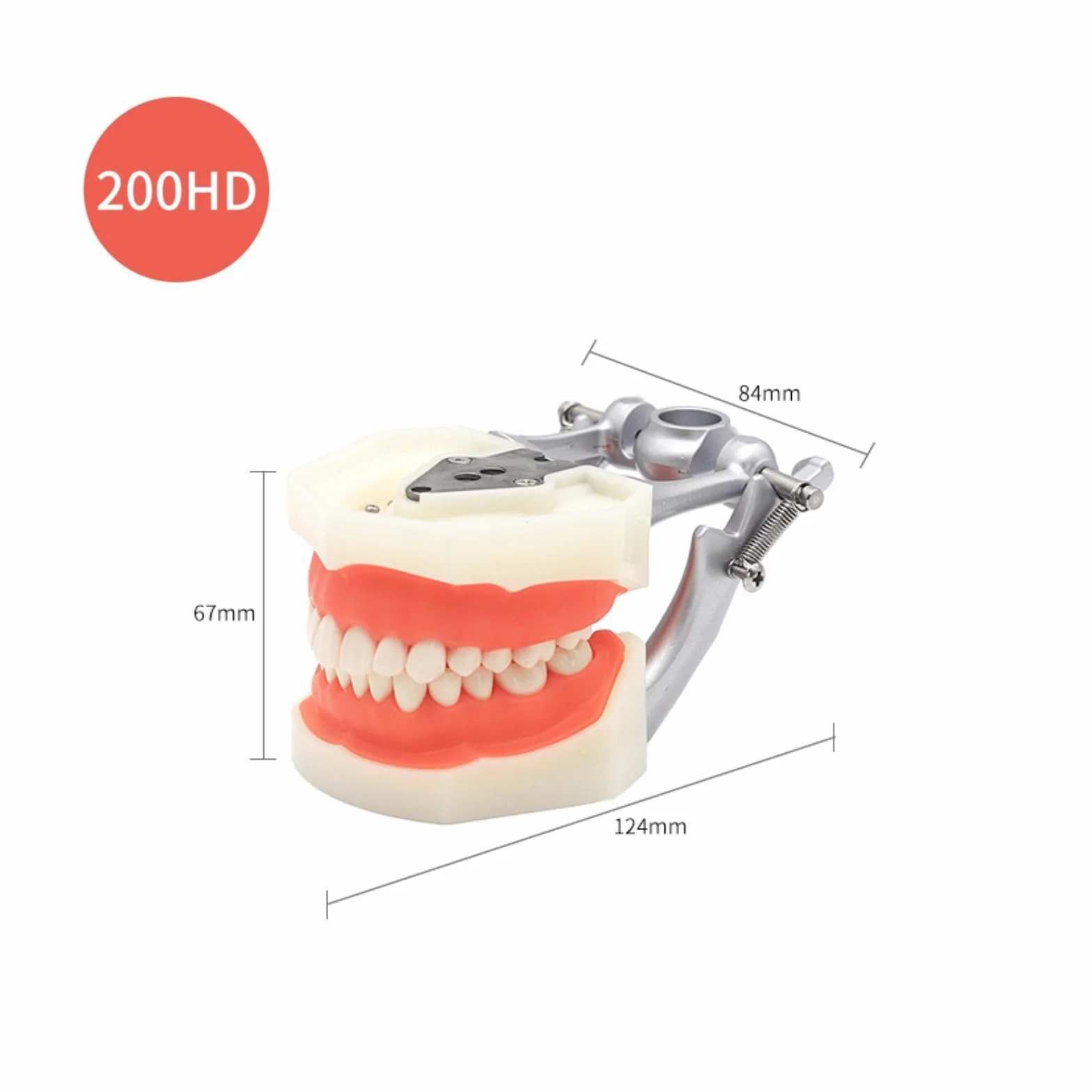 Modelo dental tipodonto 32 piezas dientes removibles compatibles Kilgore Nissin 200 enseñanza