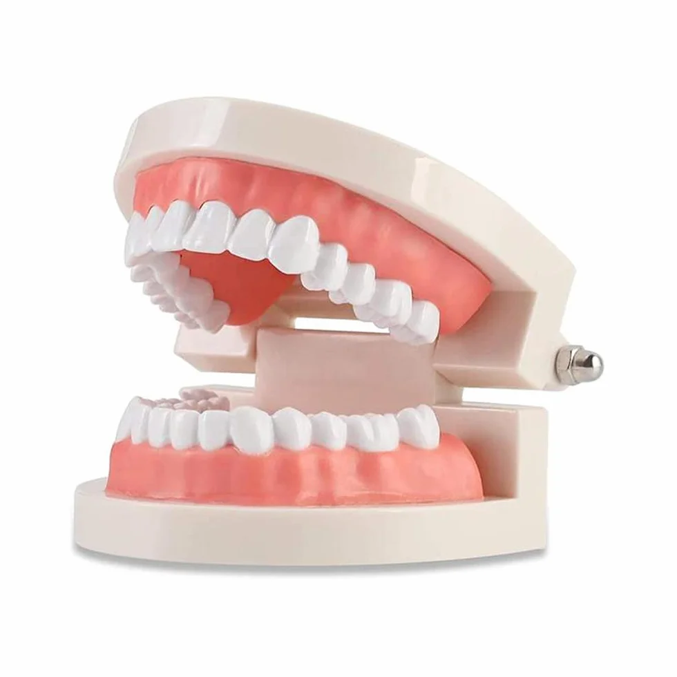 Modelo de Demostración Dental de Dientes Para Enseñanza o Cuidado Bucal