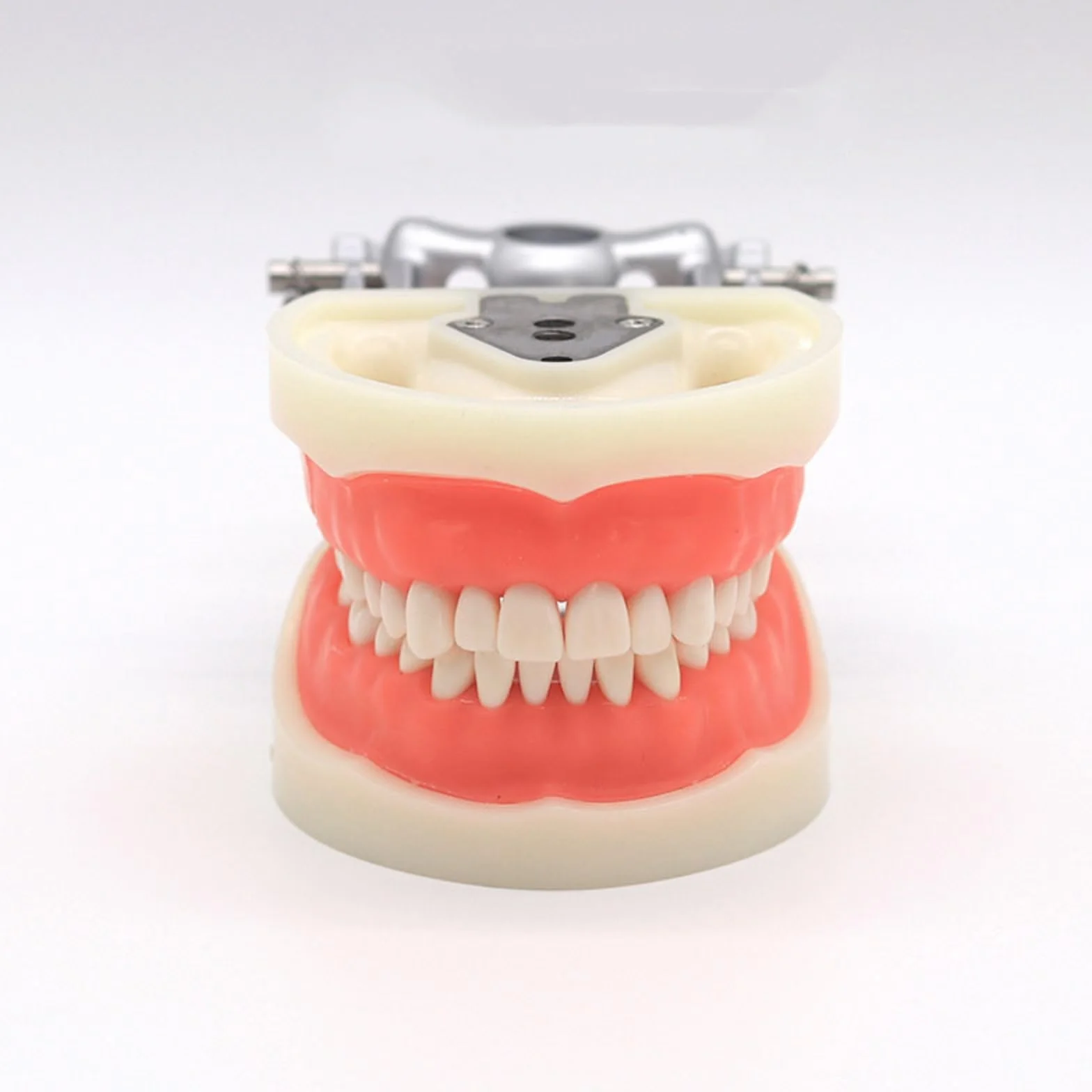 Modelo dental tipodonto 32 piezas dientes removibles compatibles Kilgore Nissin 200 enseñanza