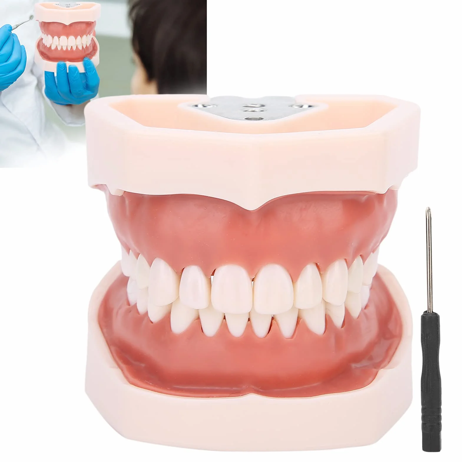 Modelo de dientes estándar de enseñanza con destornillador para práctica de tipodonto