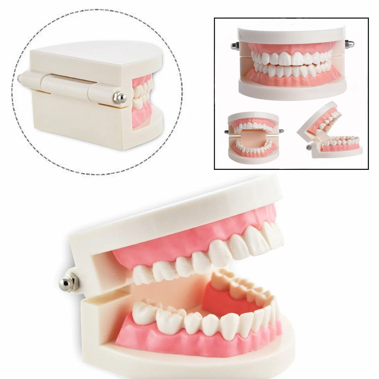 Modelo Dental de Enseñanza Dientes Dentista Cuidado Tooth Teach