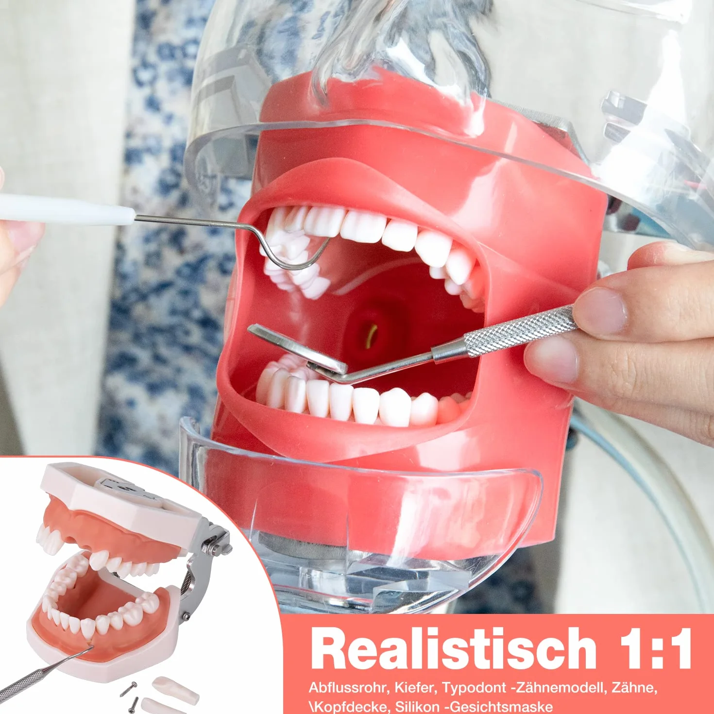 Simulador Dental Maniquí de Entrenamiento con Cabeza Fantasma Modelo de Dientes Tipodonto 360° Ajustable