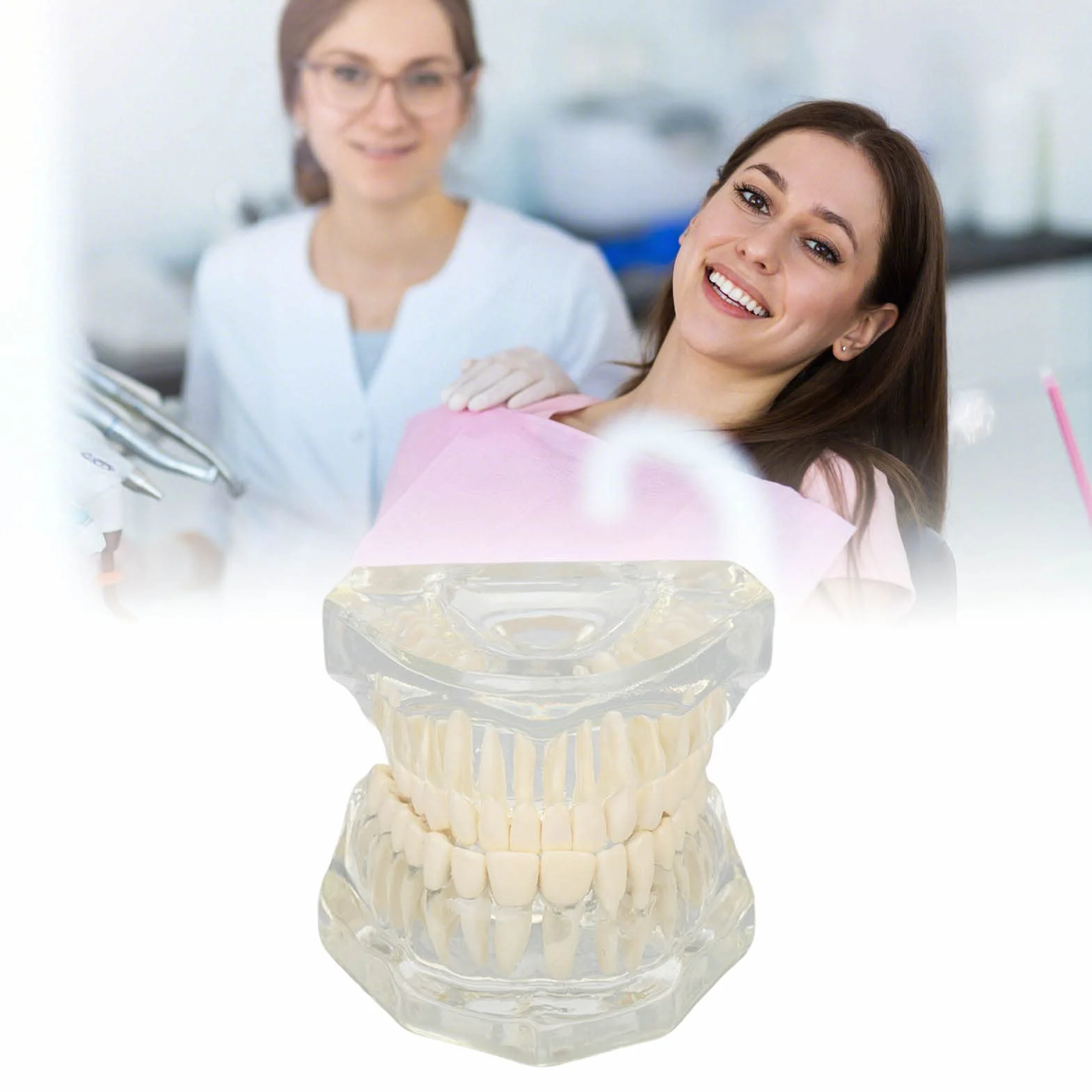 Tipodonto Oral Dental Modelo Educativo De Dientes De Estructura Clara Estándar Para Dentistas Profesores Estudiantes
