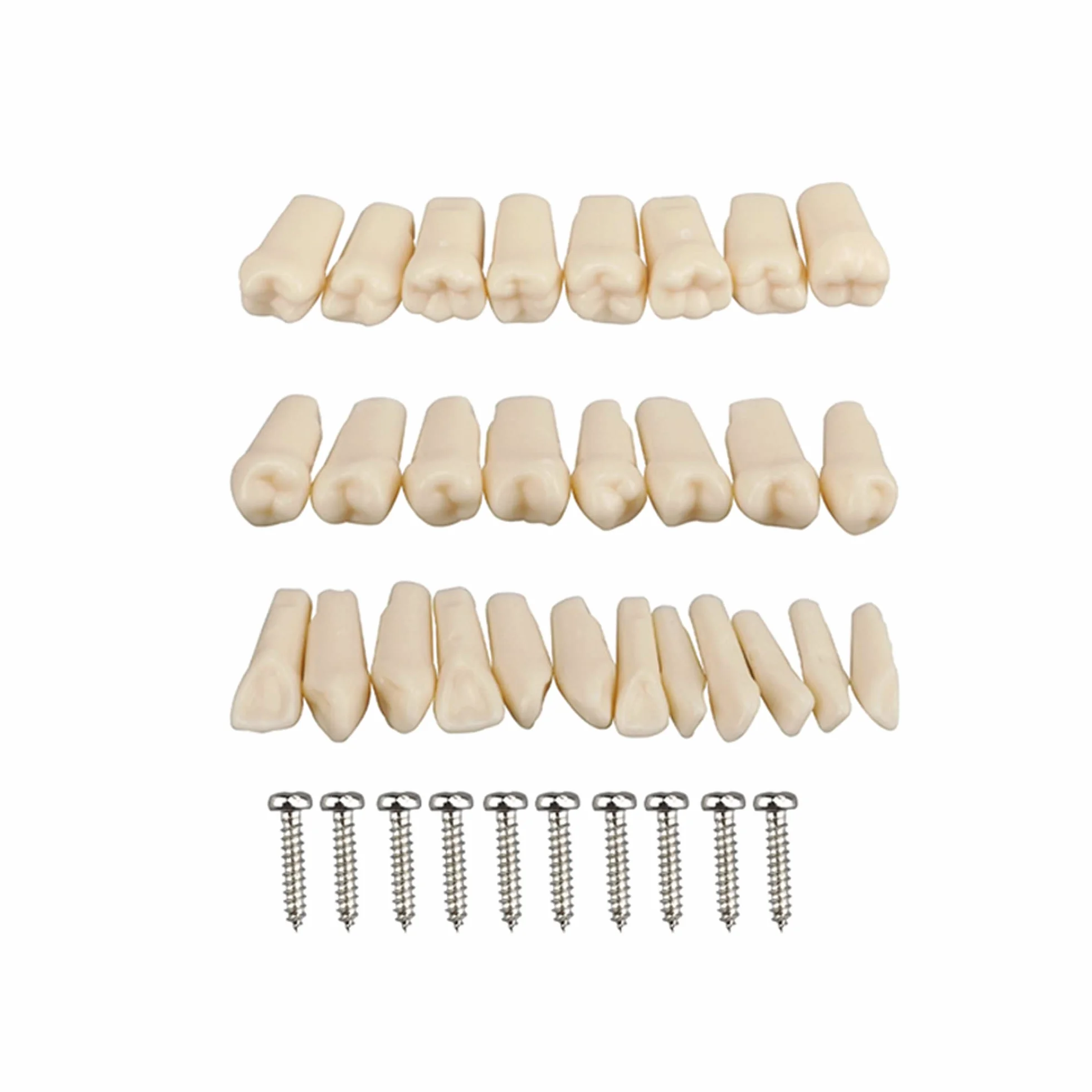 Simulador dental Maniquí Phantom Head Typodont Modelos con dientes extraíbles 28 piezas