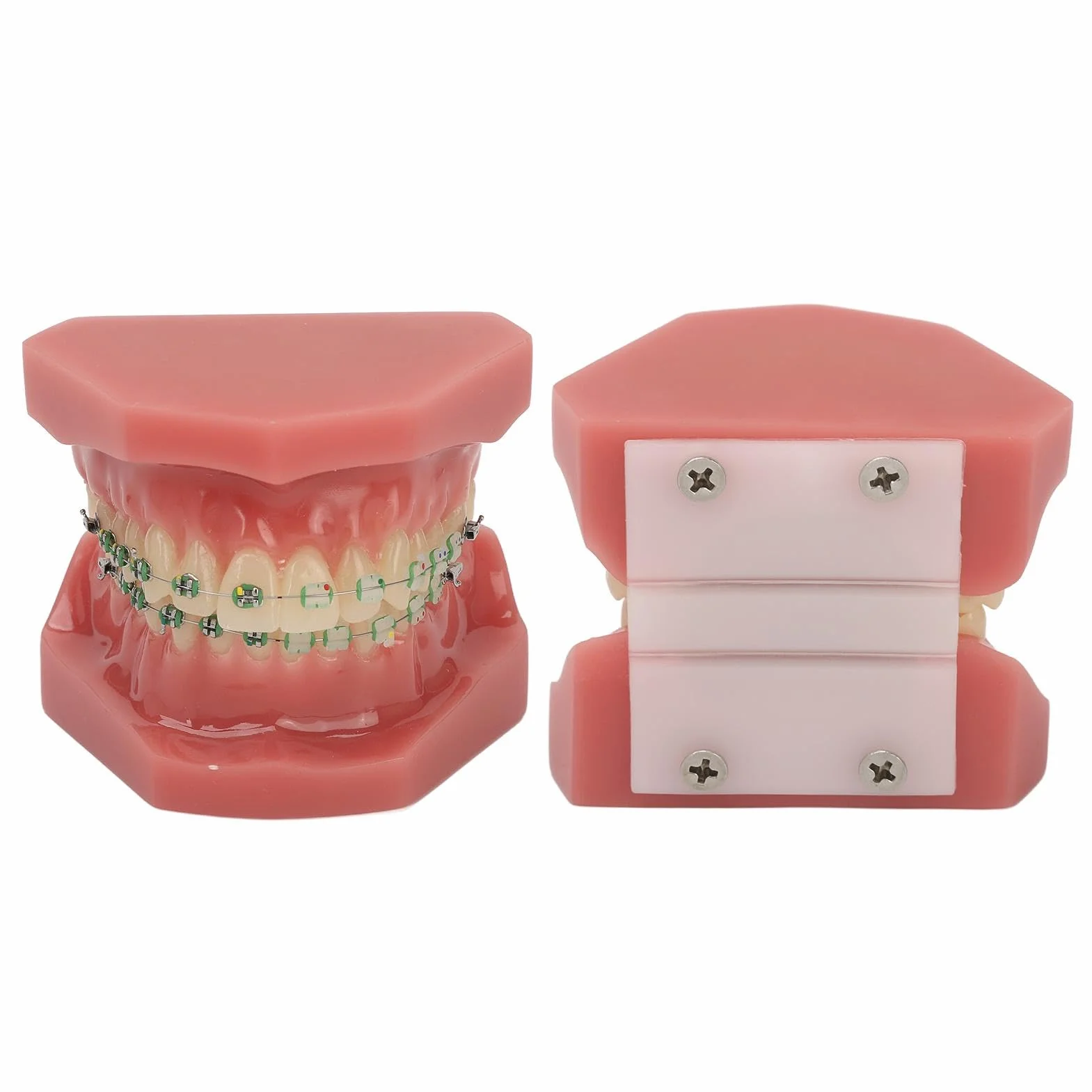 Modelo de Ortodoncia Profesional con Brackets Cerámicos y Metálicos para Enseñanza Odontológica