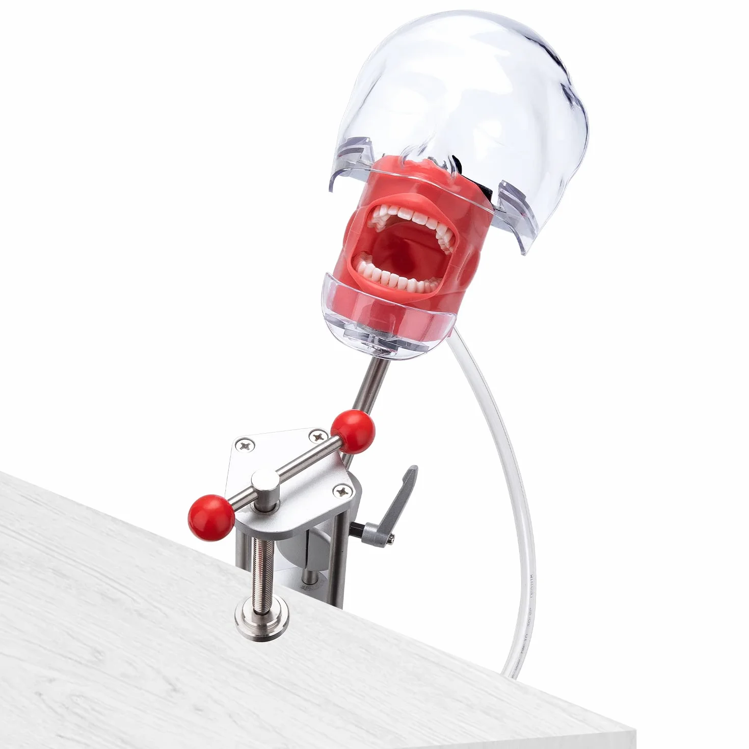 Simulador Dental Maniquí de Entrenamiento con Cabeza Fantasma Modelo de Dientes Tipodonto 360° Ajustable