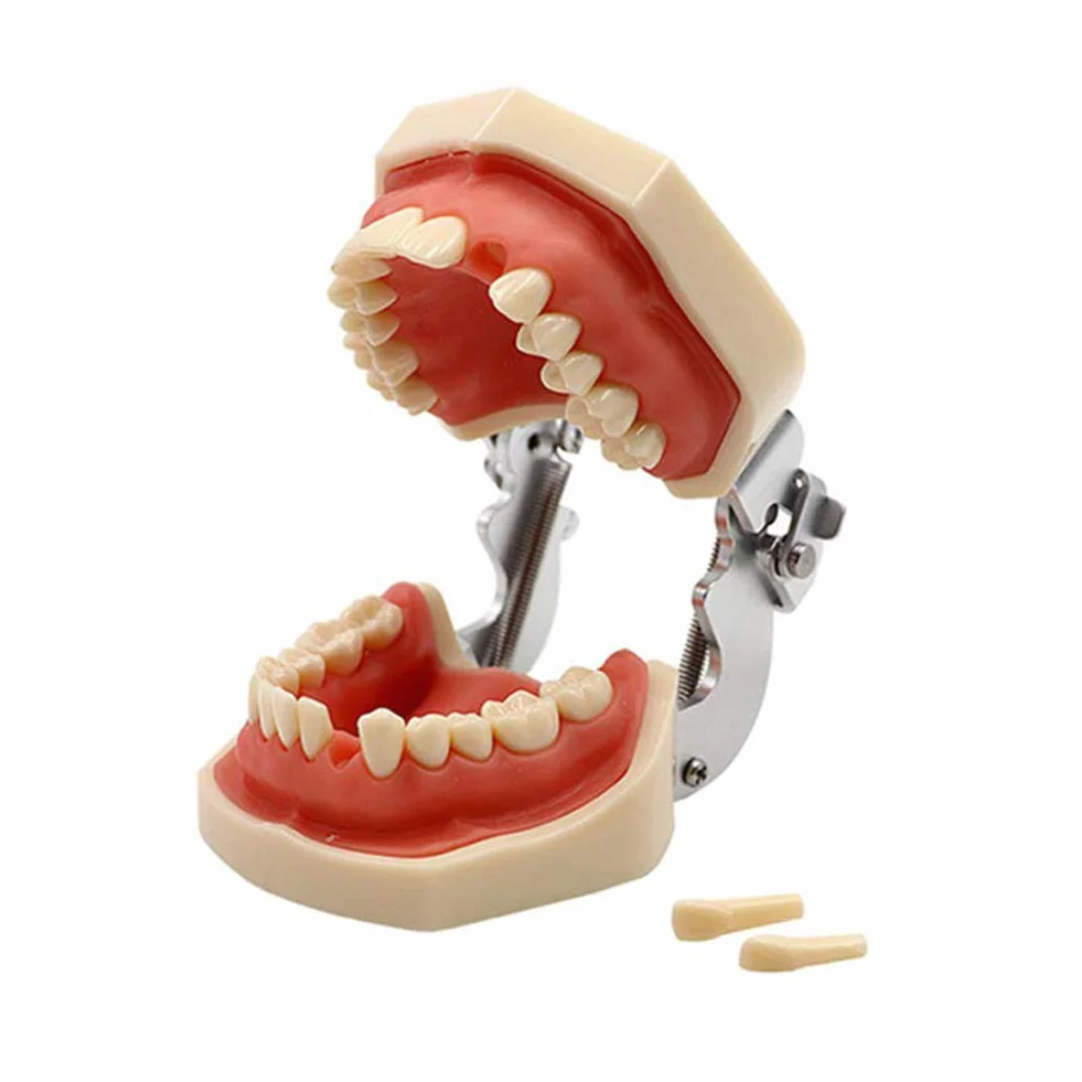 Modelo Dental Tipodonto Estándar 28 Dientes Goma Blanda Demostración Docente