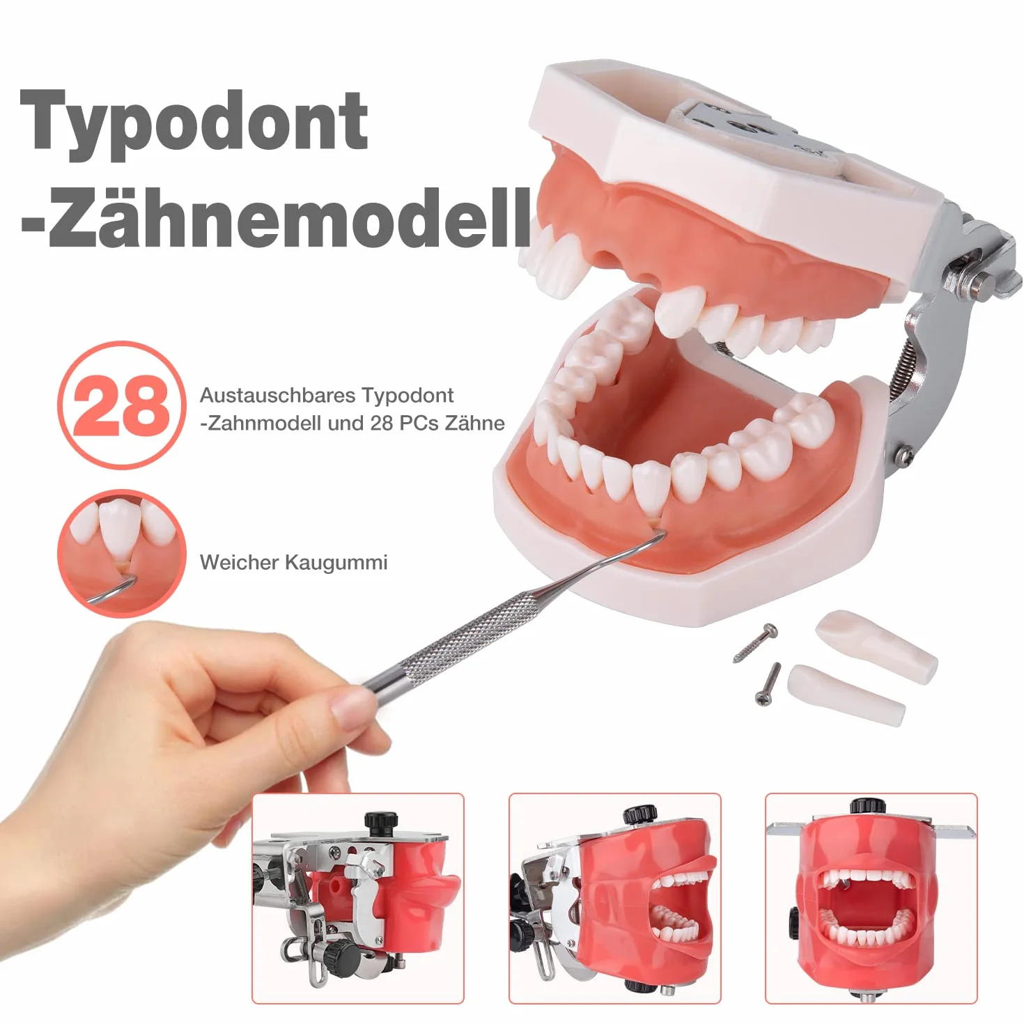 Simulador Dental Maniquí de Entrenamiento con Cabeza Fantasma Modelo de Dientes Tipodonto 360° Ajustable